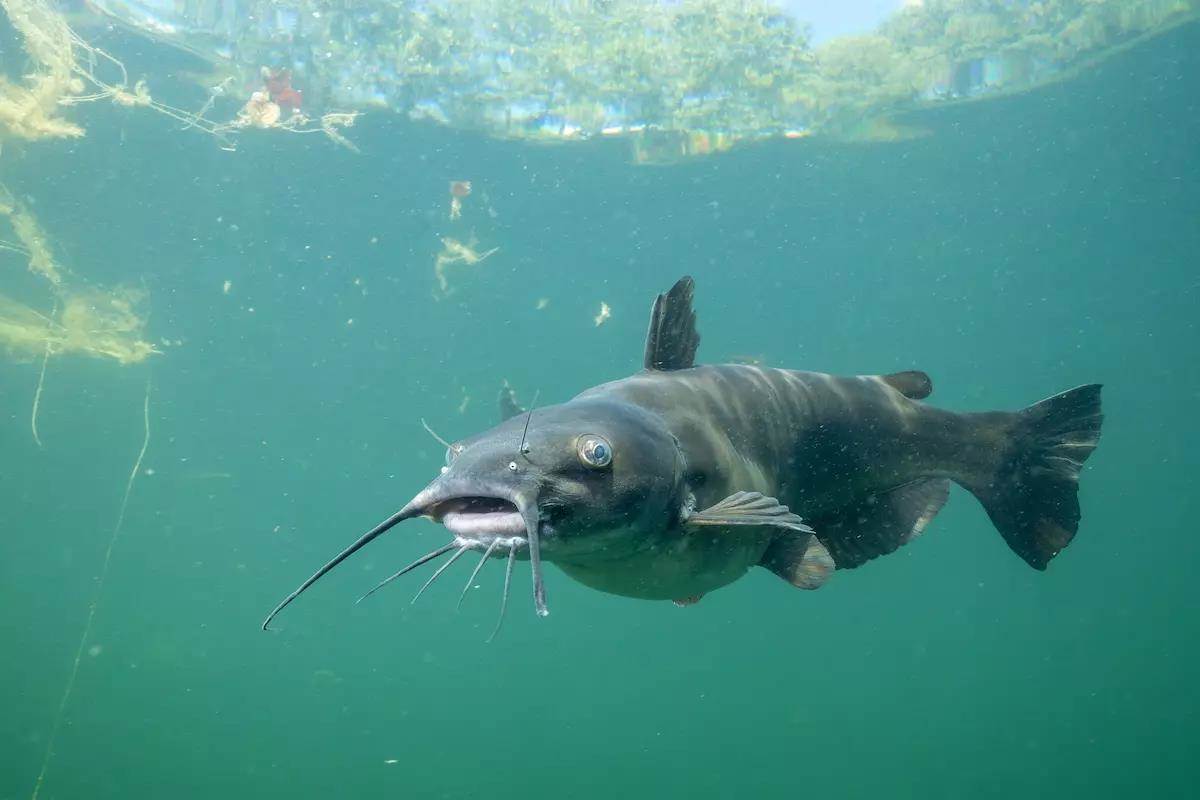 Catfish