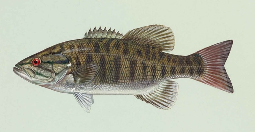 Smallmouth Bass