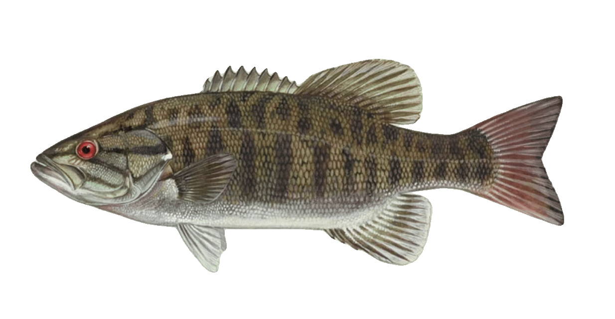 Smallmouth Bass