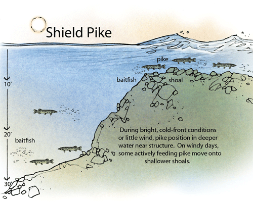 Shield pike diagram showing fish position near structure and shoals